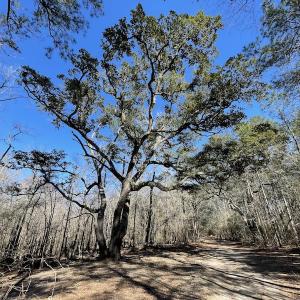 Photo #30 of SOLD property in Off Waccamaw Lane, Longs, SC 142.2 acres