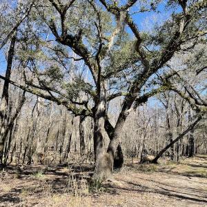 Photo #44 of SOLD property in Off Waccamaw Lane, Longs, SC 142.2 acres