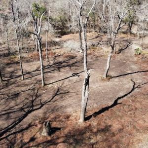 Photo #50 of SOLD property in Off Waccamaw Lane, Longs, SC 142.2 acres