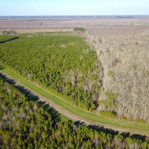 Photo #5 of SOLD property in Off Arrow Lane, Lewiston, NC 225.0 acres