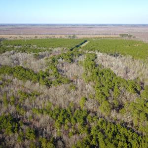 Photo #10 of SOLD property in Off Arrow Lane, Lewiston, NC 225.0 acres