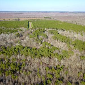 Photo #11 of SOLD property in Off Arrow Lane, Lewiston, NC 225.0 acres