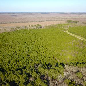 Photo #15 of SOLD property in Off Arrow Lane, Lewiston, NC 225.0 acres