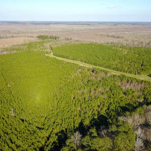 Photo #16 of SOLD property in Off Arrow Lane, Lewiston, NC 225.0 acres