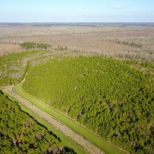 Photo #18 of SOLD property in Off Arrow Lane, Lewiston, NC 225.0 acres