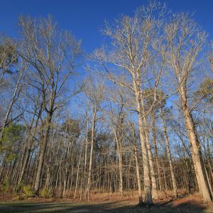 Photo #37 of SOLD property in Off Arrow Lane, Lewiston, NC 225.0 acres