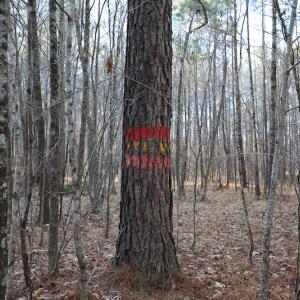 Photo #38 of SOLD property in Off Arrow Lane, Lewiston, NC 225.0 acres