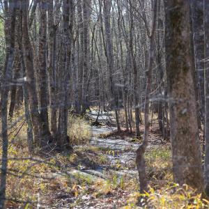 Photo #28 of SOLD property in Off Arrow Lane, Lewiston, NC 225.0 acres