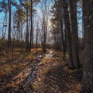 Photo #29 of SOLD property in Off Arrow Lane, Lewiston, NC 225.0 acres