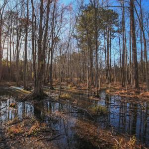 Photo #30 of SOLD property in Off Arrow Lane, Lewiston, NC 225.0 acres