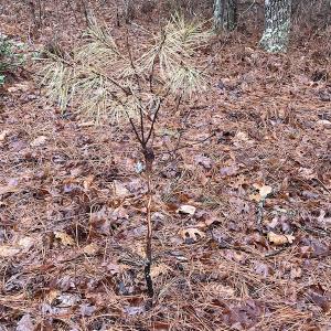 Photo #21 of SOLD property in Off Good Hope Road, Lanexa, VA 26.3 acres
