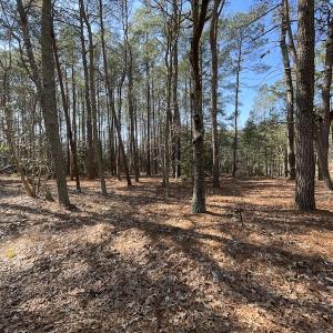 Photo #15 of SOLD property in Off Ashby Road, Exmore, VA 14.3 acres