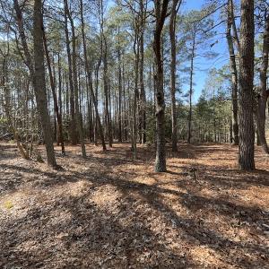 Photo #15 of SOLD property in Off Ashby Road, Exmore, VA 14.3 acres