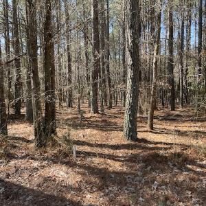 Photo #16 of SOLD property in Off Ashby Road, Exmore, VA 14.3 acres