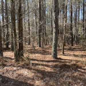Photo #16 of SOLD property in Off Ashby Road, Exmore, VA 14.3 acres