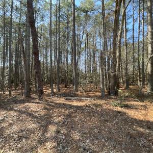Photo #17 of SOLD property in Off Ashby Road, Exmore, VA 14.3 acres