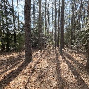 Photo #18 of SOLD property in Off Ashby Road, Exmore, VA 14.3 acres