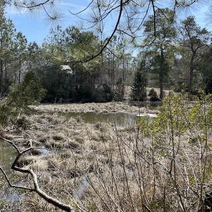 Photo #22 of SOLD property in Off Ashby Road, Exmore, VA 14.3 acres