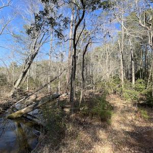 Photo #23 of SOLD property in Off Ashby Road, Exmore, VA 14.3 acres