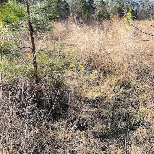 Photo #8 of SOLD property in Off Desha Road, Tappahannock, VA 5.7 acres