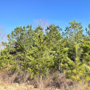 Photo #13 of SOLD property in Off Desha Road, Tappahannock, VA 5.7 acres