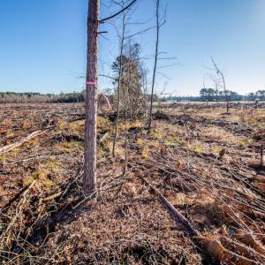 Photo #7 of SOLD property in Off Highway 17, Vanceboro, NC 7.7 acres