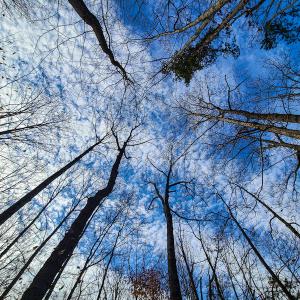 Photo #30 of SOLD property in 675 Herman Farmer Road, Keeling, VA 35.0 acres