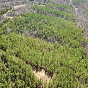 Photo #17 of SOLD property in Off Hog Wallow Road, Nathalie, VA 98.4 acres
