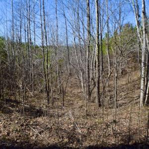 Photo #27 of SOLD property in Off Hog Wallow Road, Nathalie, VA 98.4 acres