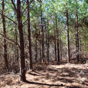 Photo #28 of SOLD property in Off Hog Wallow Road, Nathalie, VA 98.4 acres