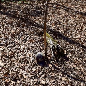 Photo #35 of SOLD property in Off Hog Wallow Road, Nathalie, VA 98.4 acres