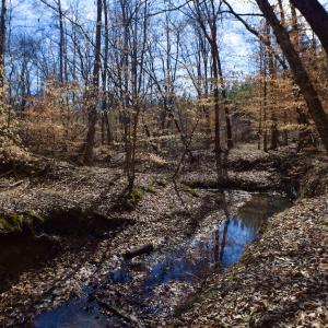 Photo #37 of SOLD property in Off Hog Wallow Road, Nathalie, VA 98.4 acres