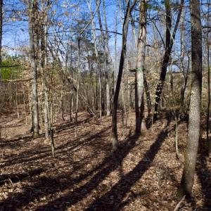 Photo #40 of SOLD property in Off Hog Wallow Road, Nathalie, VA 98.4 acres
