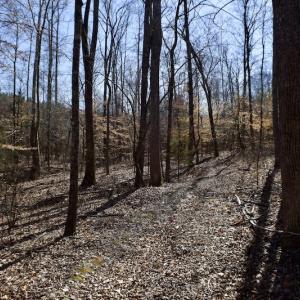 Photo #41 of SOLD property in Off Hog Wallow Road, Nathalie, VA 98.4 acres