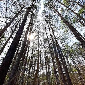 Photo #9 of SOLD property in Off Meadow Drive, Smithfield, VA 5.0 acres