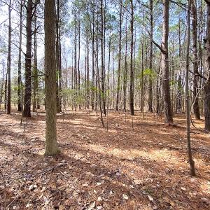 Photo #10 of SOLD property in Off Meadow Drive, Smithfield, VA 5.0 acres