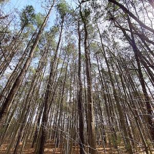 Photo #14 of SOLD property in Off Meadow Drive, Smithfield, VA 5.0 acres