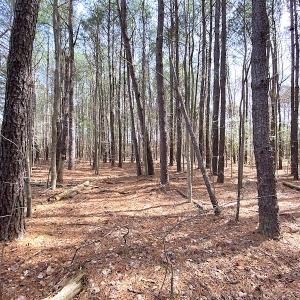 Photo #16 of SOLD property in Off Meadow Drive, Smithfield, VA 5.0 acres