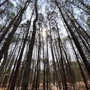 Photo #17 of SOLD property in Off Meadow Drive, Smithfield, VA 5.0 acres