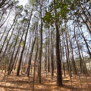 Photo #19 of SOLD property in Off Meadow Drive, Smithfield, VA 5.0 acres