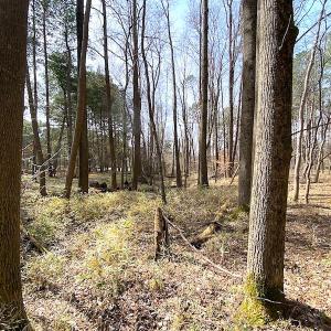Photo #20 of SOLD property in Off Meadow Drive, Smithfield, VA 5.0 acres