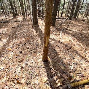 Photo #23 of SOLD property in Off Meadow Drive, Smithfield, VA 5.0 acres