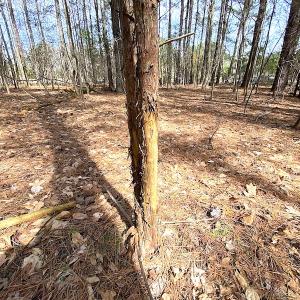 Photo #24 of SOLD property in Off Meadow Drive, Smithfield, VA 5.0 acres