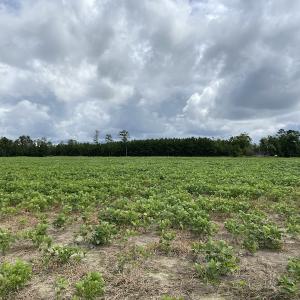 Photo #33 of SOLD property in Off Texas Road, Shiloh, NC 1,340.0 acres