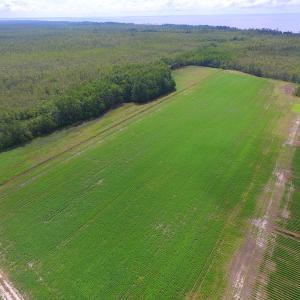 Photo #22 of SOLD property in Off Texas Road, Shiloh, NC 1,340.0 acres