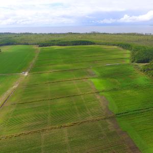 Photo #28 of SOLD property in Off Texas Road, Shiloh, NC 1,340.0 acres