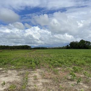 Photo #36 of SOLD property in Off Texas Road, Shiloh, NC 1,340.0 acres