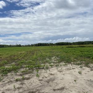 Photo #34 of SOLD property in Off Texas Road, Shiloh, NC 1,340.0 acres