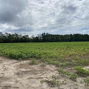 Photo #35 of SOLD property in Off Texas Road, Shiloh, NC 1,340.0 acres
