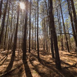 Photo #17 of SOLD property in Off Rocky Ridge Road, Oxford, NC 13.1 acres